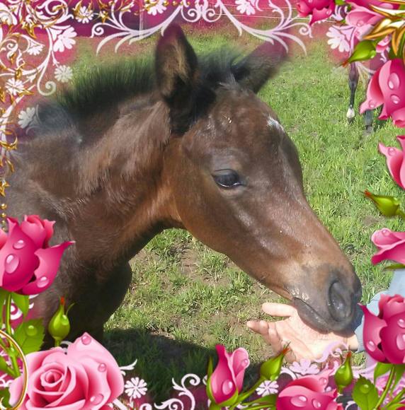 Meet your Posher, Laura - Picture 1 of 1